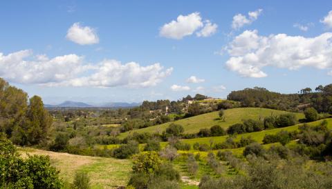 Paisatge des de Costitx